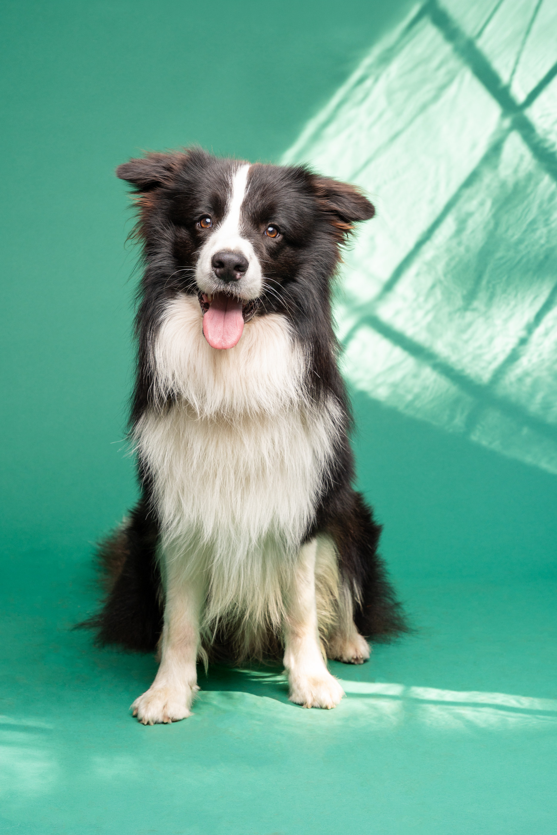Border Collie mit heraushängender Zunge im Studio vor grünem Hintergrund